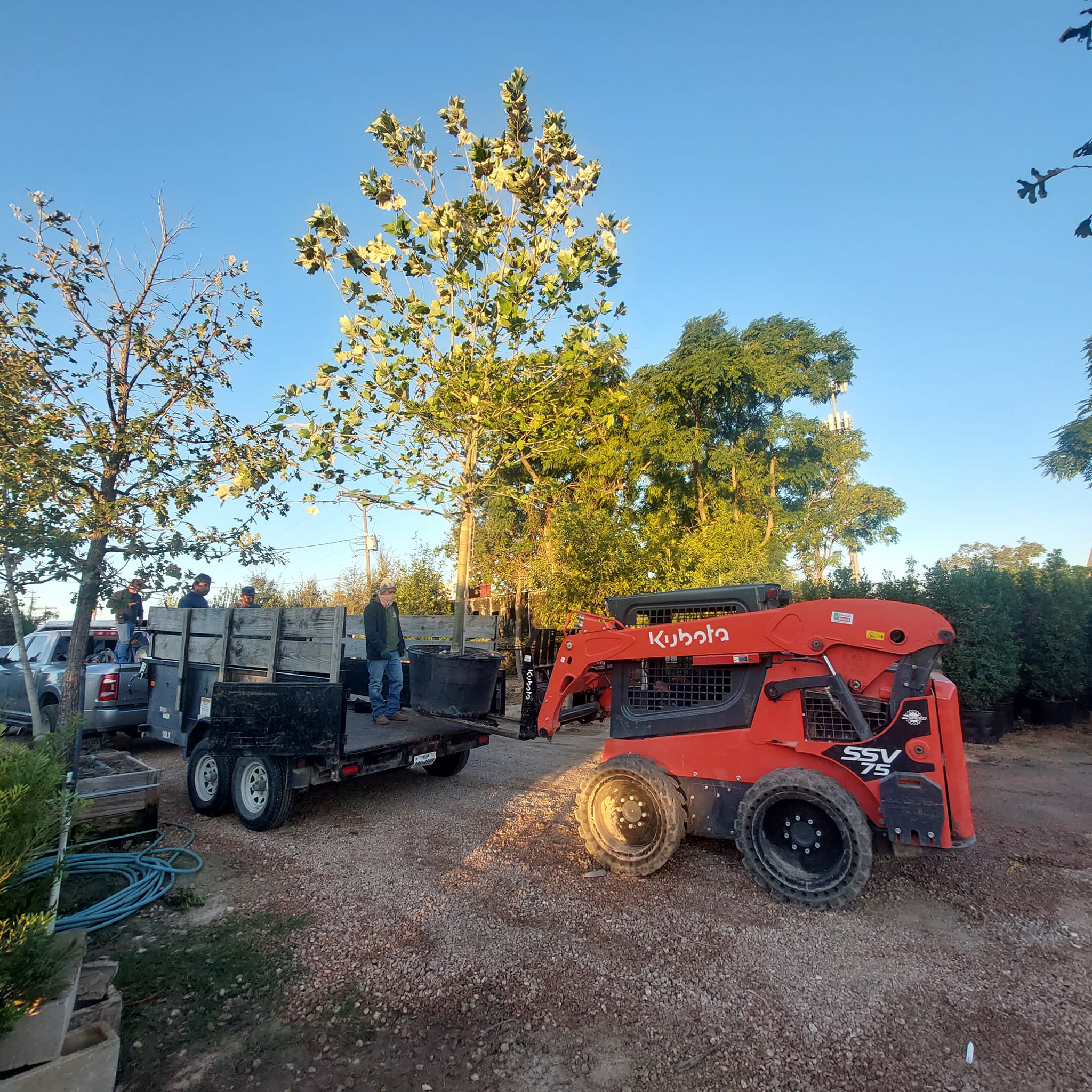Tree services, landscape design, and seasonal work in Central Texas